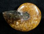 Inch Polished Ammonite From Madagascar #3671-1